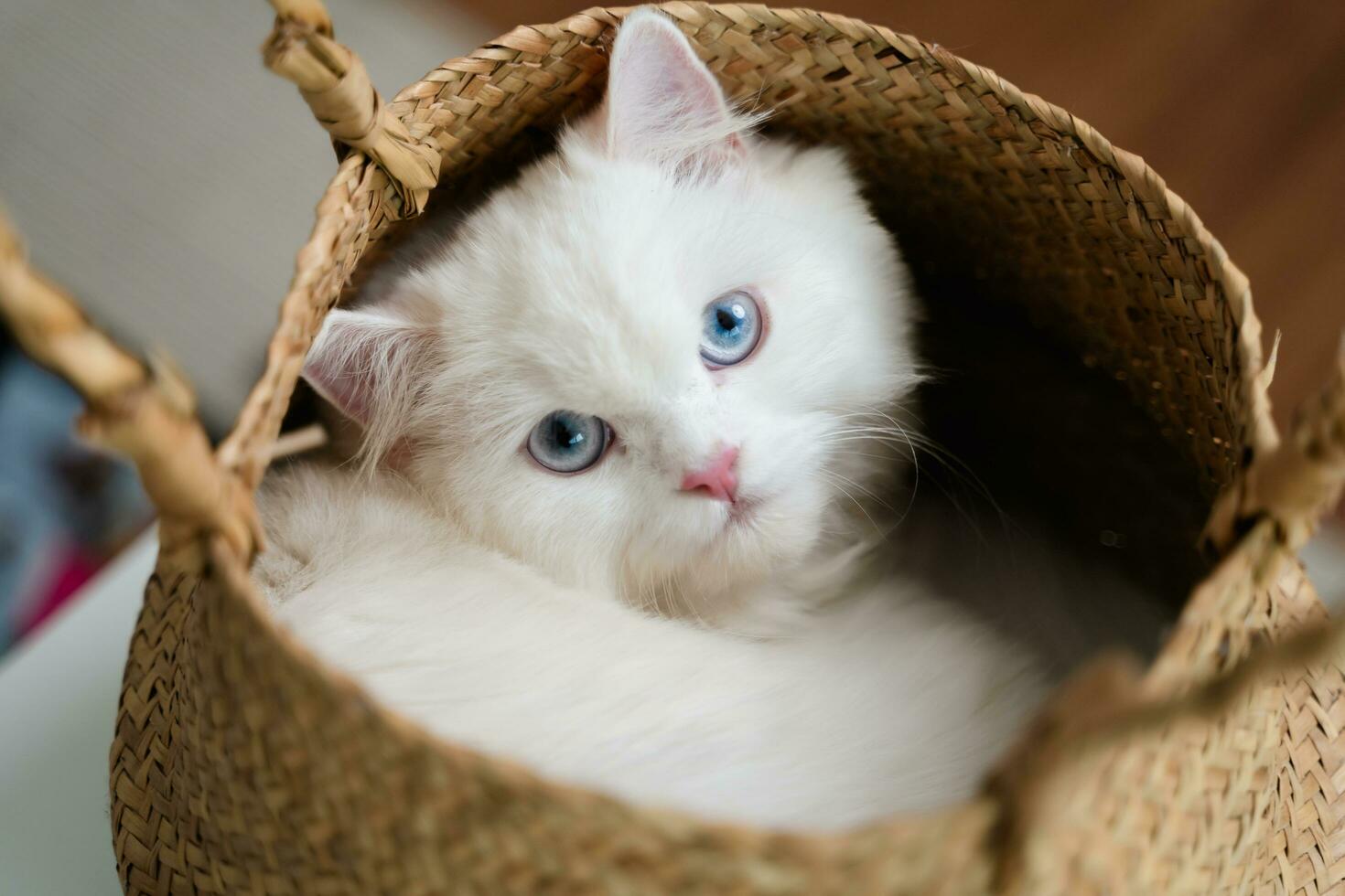 das bezaubernd Weiß persisch Katze ist im das Leben Zimmer beim heim. Haustier Tier Konzept. foto