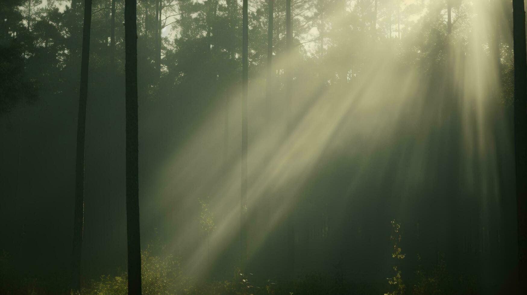 ai generiert Sonnenstrahlen Filtern durch Bäume im ein Wald, Erstellen ein heiter und friedlich Atmosphäre. generativ ai foto