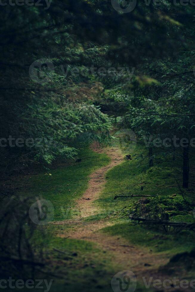 dunkel Speiseweg im das Wald foto