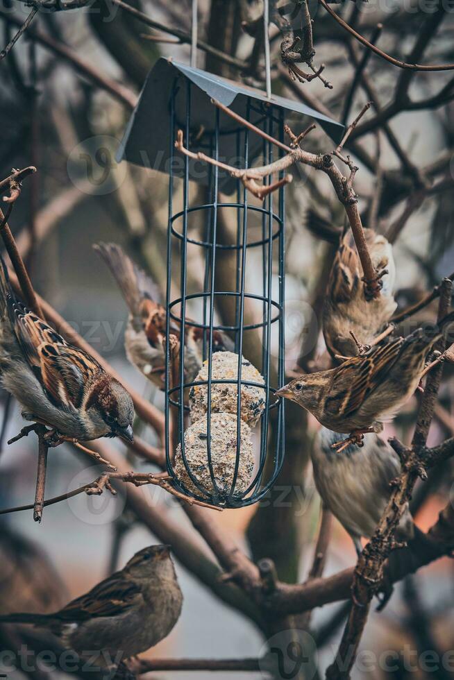 Baum Spatzen beim ein Vogel Feeder im ein Baum foto