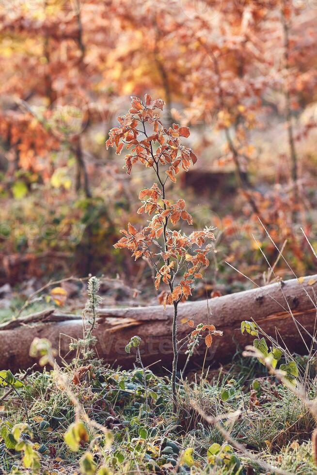 jung Baum wachsend im das Wald im fallen foto