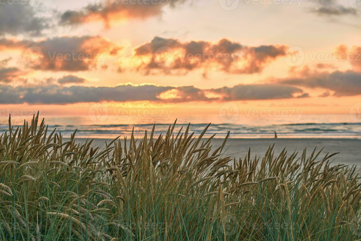Düne Gras beim das Küste von Dänemark während Sonnenuntergang foto