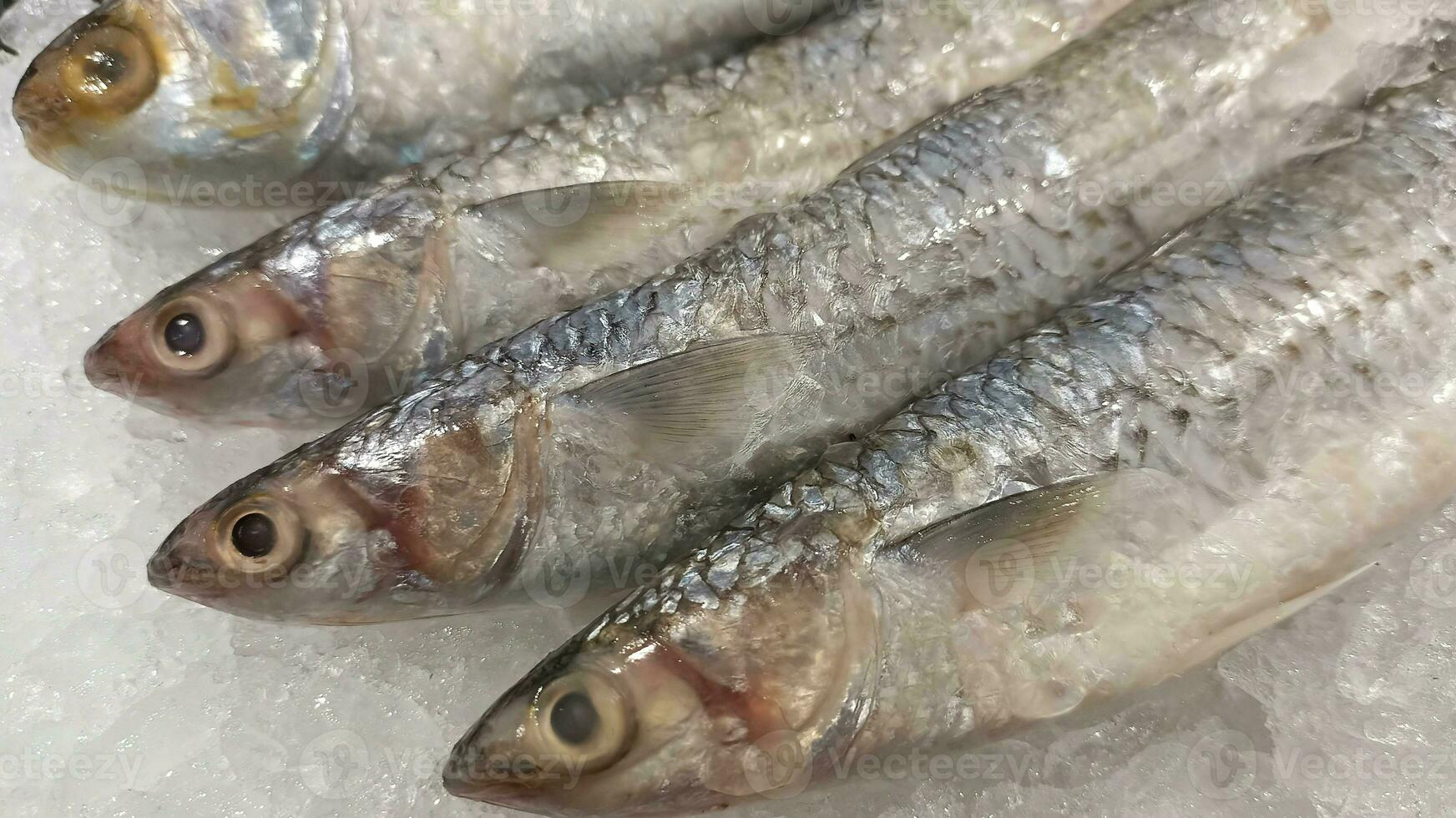 frisch Fisch im das Supermarkt bereit zu Kaufen foto