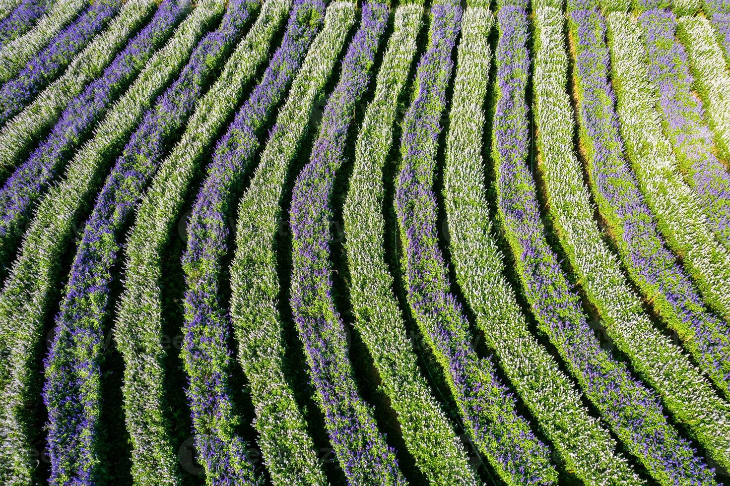 Reihe von Blumen im das Garten mit lila und Weiß Farben foto