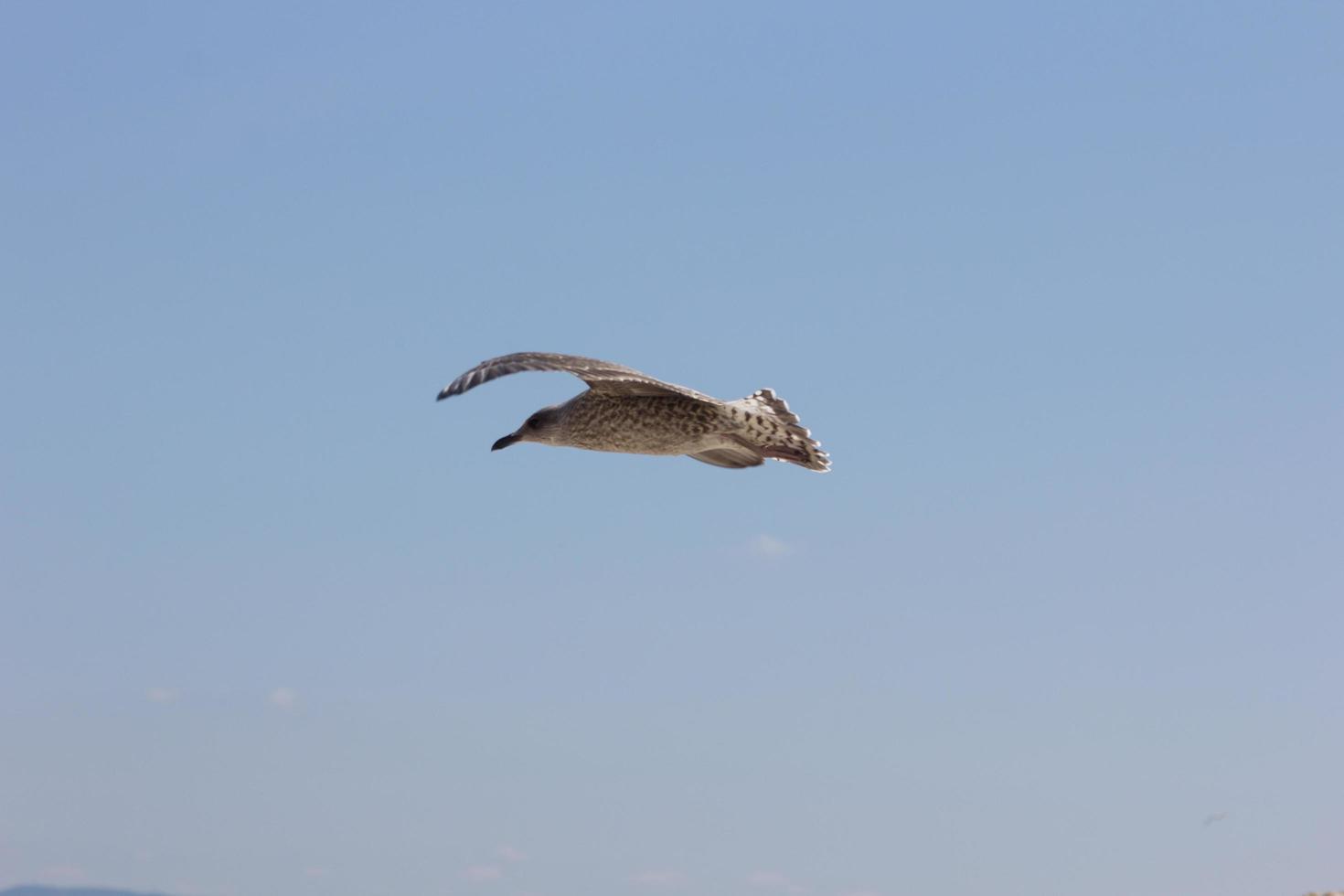 Möwe, Vogel, der normalerweise auf See ist. foto