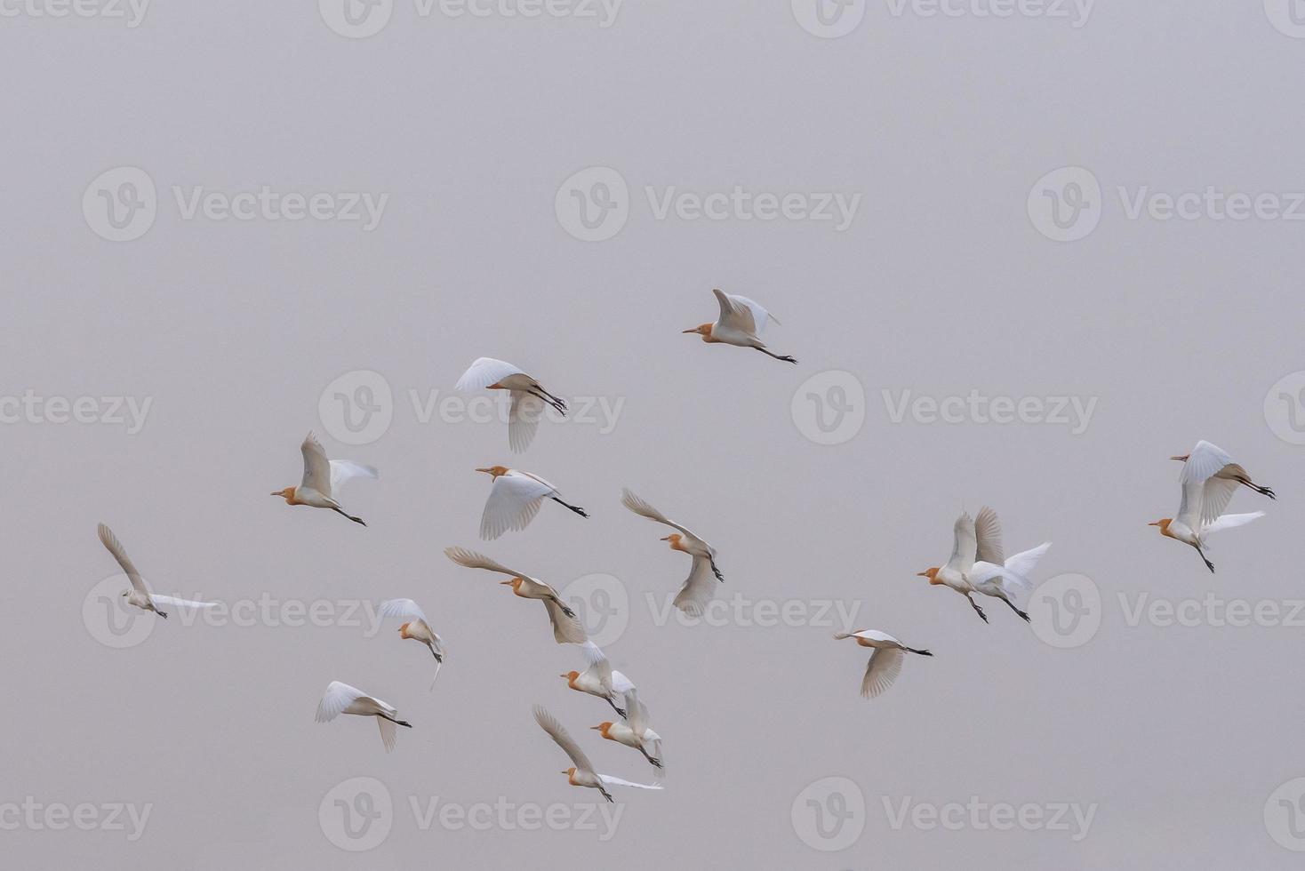 eine Herde Kuhreiher fliegt auf dem Feld foto