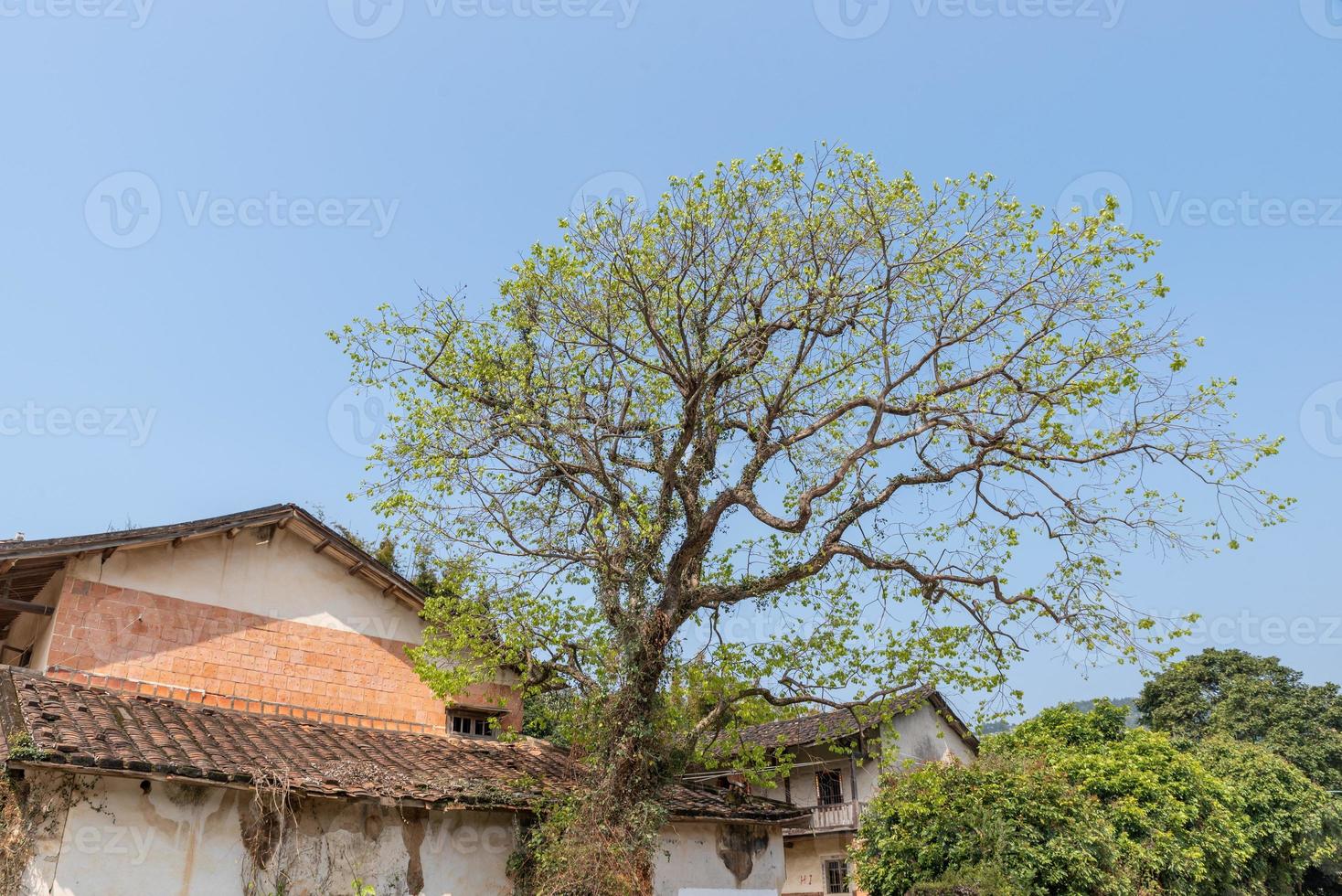 neben dem Haus an der Straße steht ein Baum foto