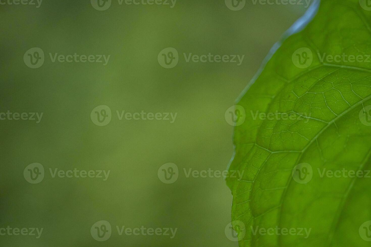 ein schließen oben von ein Blatt mit ein Grün Hintergrund foto