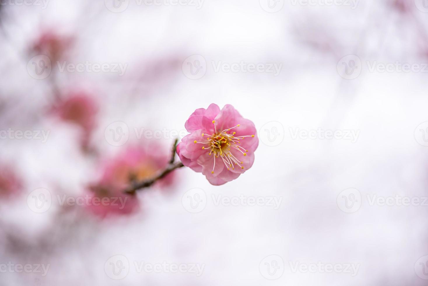 Nahaufnahme einer rosa Pflaumenblüte foto