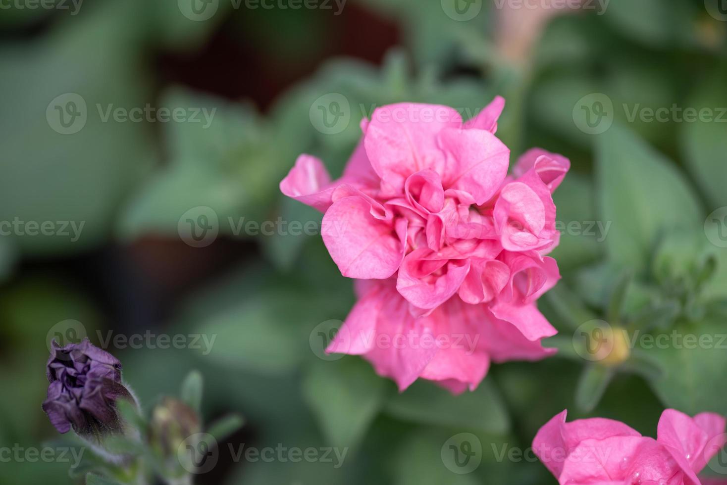 rosa Rosen auf grünem Hintergrund foto