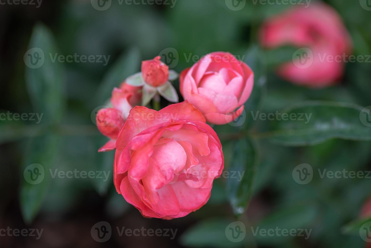 rosa Rosen auf grünem Hintergrund foto