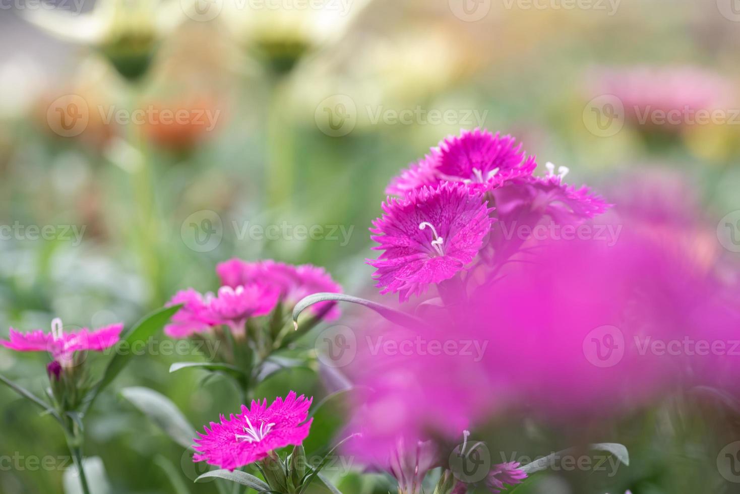 alle Arten von Blumen im Park foto