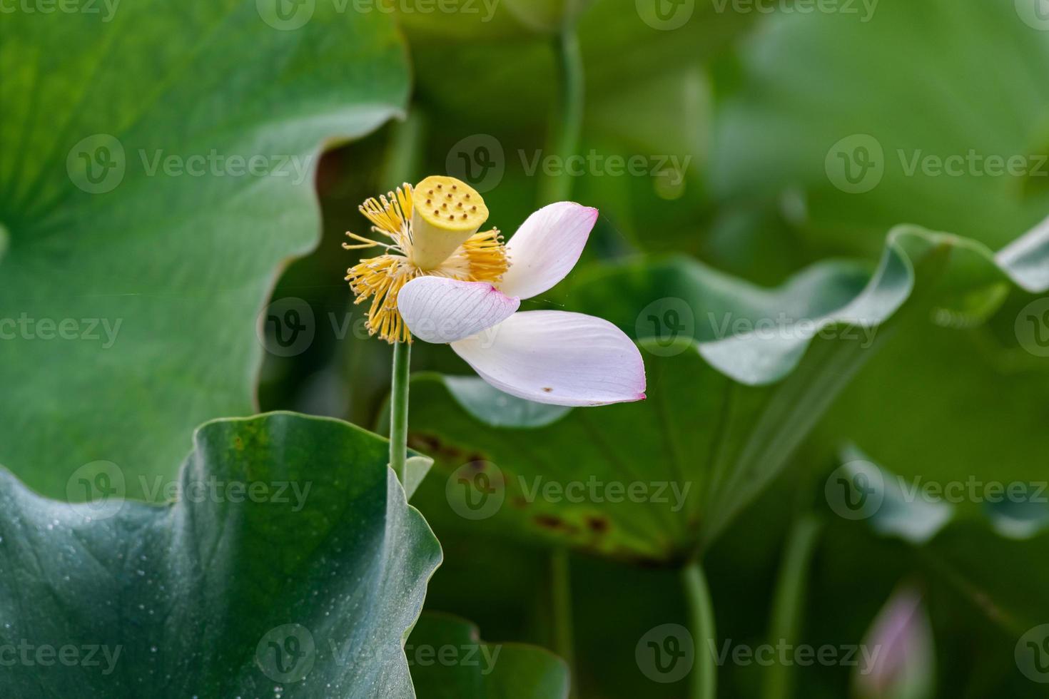 die rosa Lotusblüten im Sommer foto