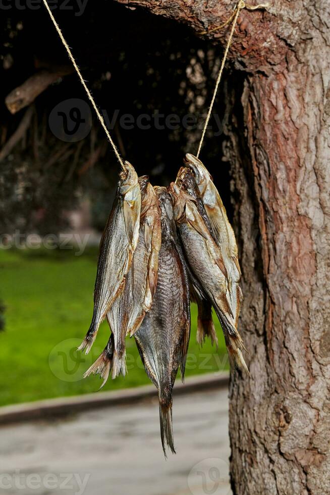 bündeln von getrocknet Fisch hängend von Seil auf Baum Ast foto