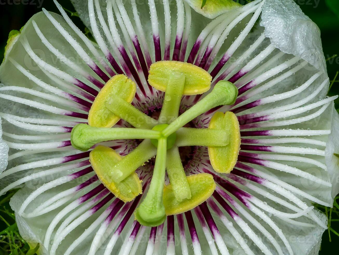 schließen oben Jamaika Geißblatt, Leidenschaft Frucht, Gelb Granadilla Blume. foto