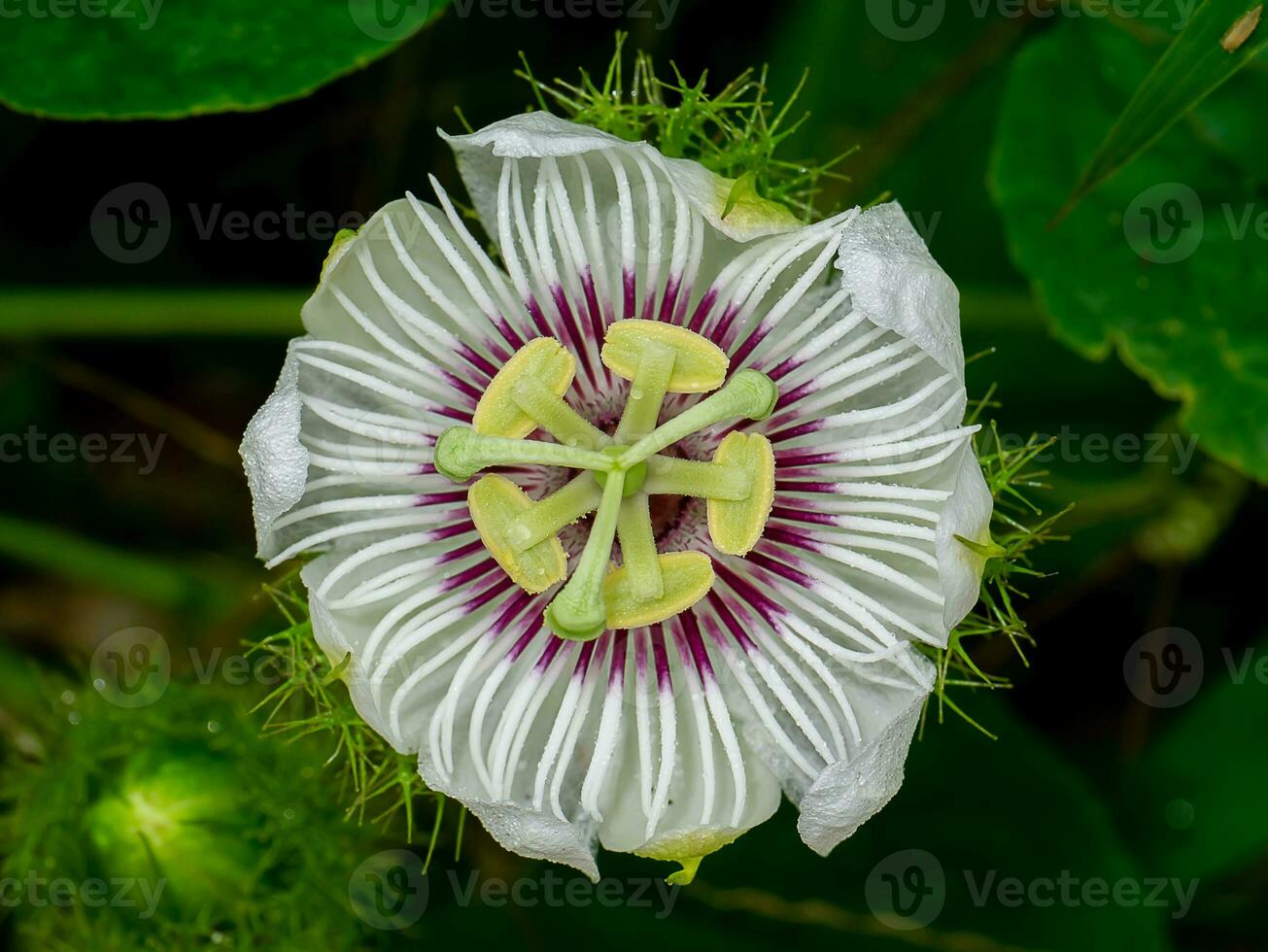 schließen oben Jamaika Geißblatt, Leidenschaft Frucht, Gelb Granadilla Blume. foto