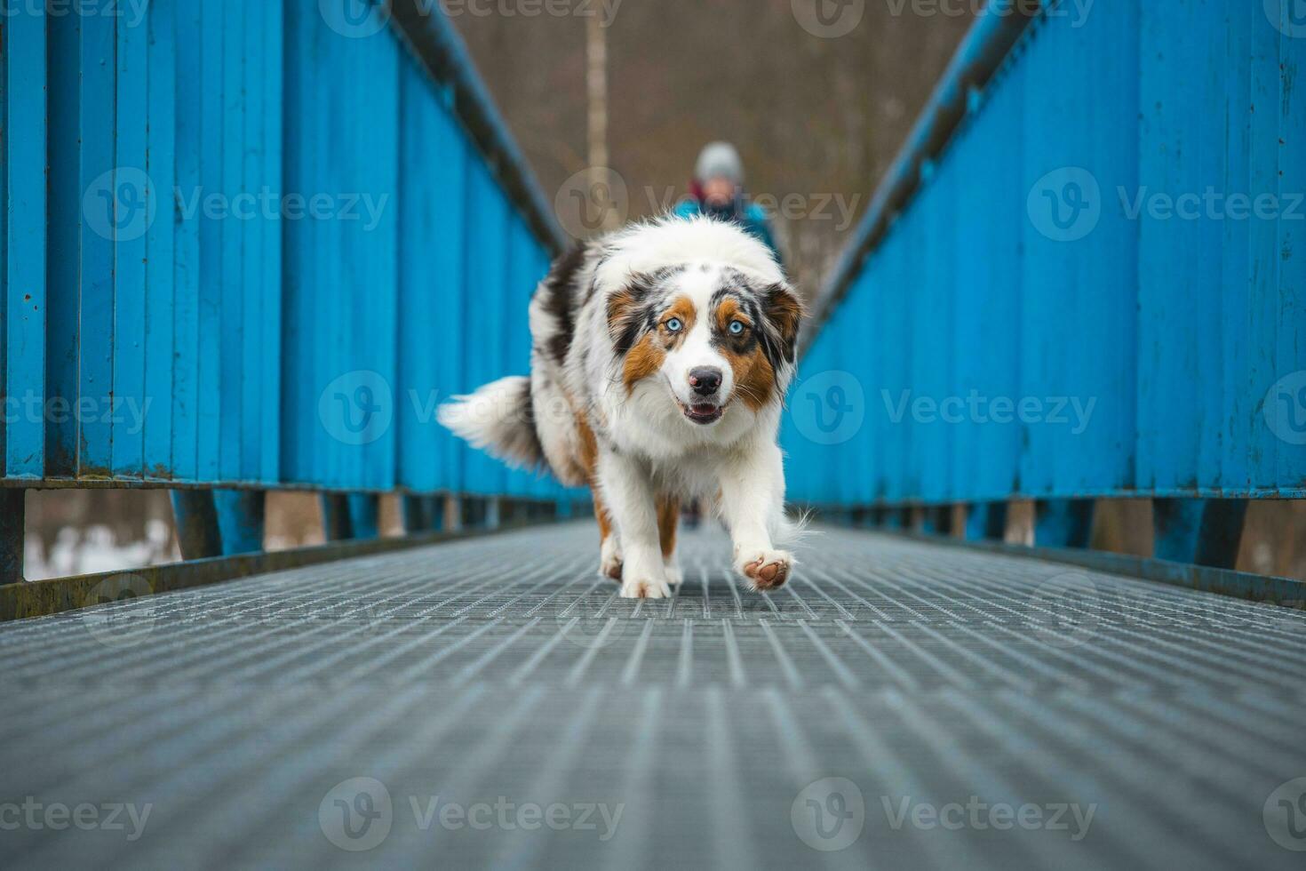 ängstlich Ausdruck von ein australisch Schäfer Hündchen Gehen über ein undicht Brücke. das Mangel von Selbstvertrauen von ein Hund. Handhabung ein kritisch Moment foto