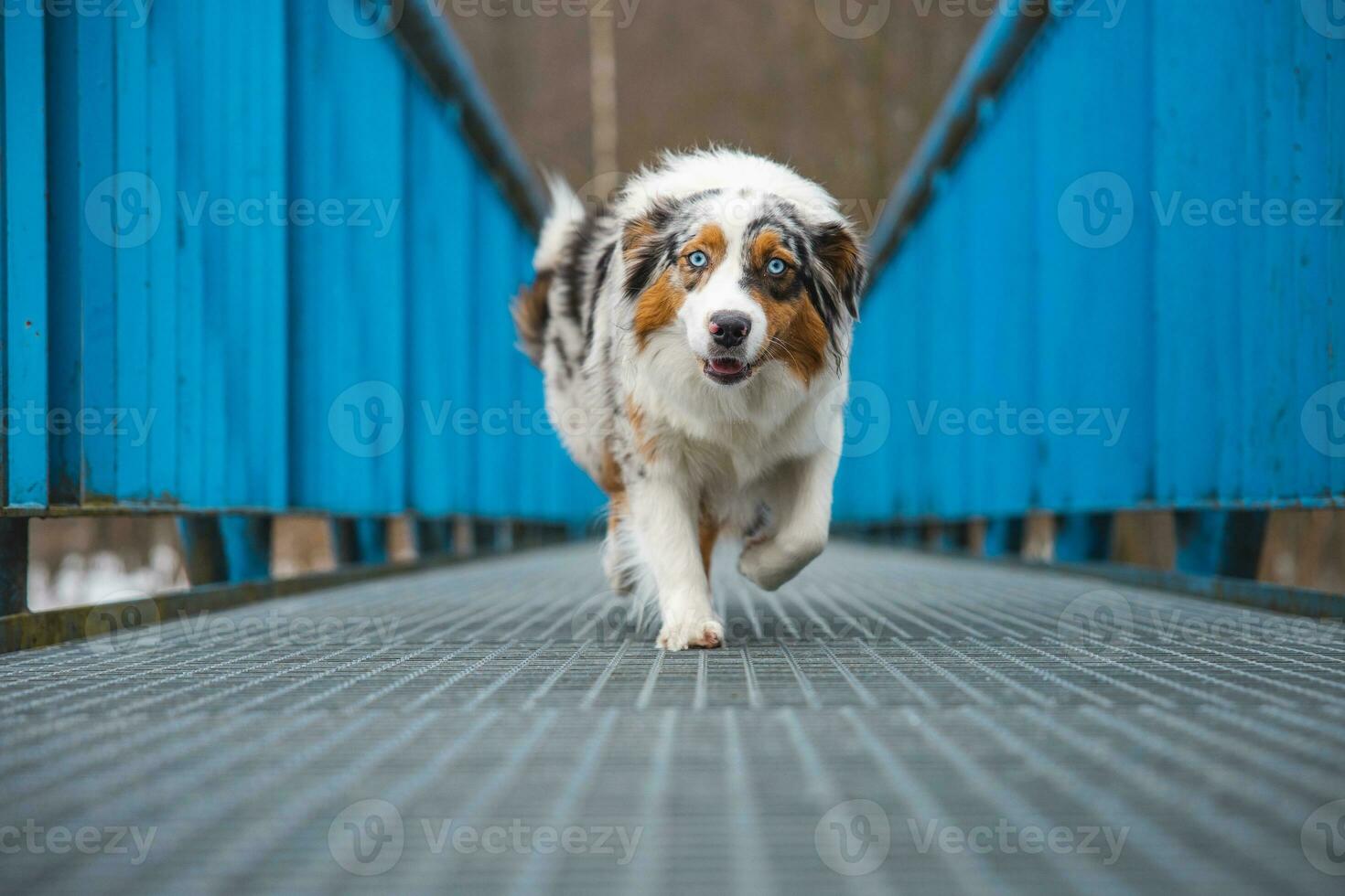 ängstlich Ausdruck von ein australisch Schäfer Hündchen Gehen über ein undicht Brücke. das Mangel von Selbstvertrauen von ein Hund. Handhabung ein kritisch Moment foto