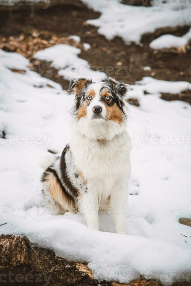 Porträt von ein australisch Schäfer Hündchen Sitzung im das Schnee im Beskiden Berge, Tschechisch Republik. Aussicht von Hund auf seine Inhaber und höflich warten foto