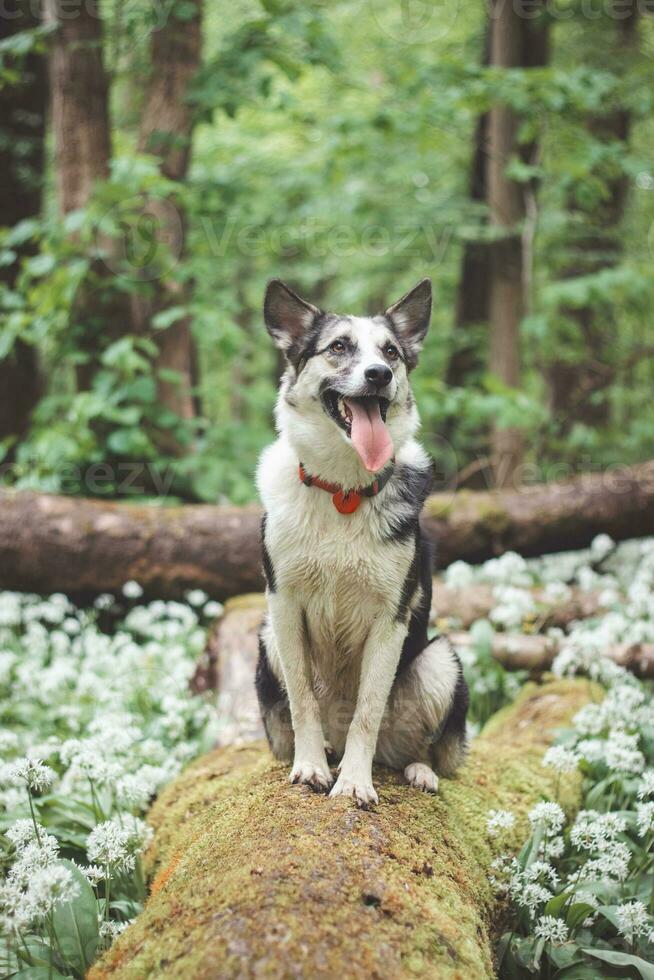 schwarz und Weiß Hybrid Husky-Malamute genießen seine bleibe im ein Wald Umgebung bedeckt mit Bär Knoblauch. anders Ausdrücke von das Hund. Freiheit zum Haustier foto