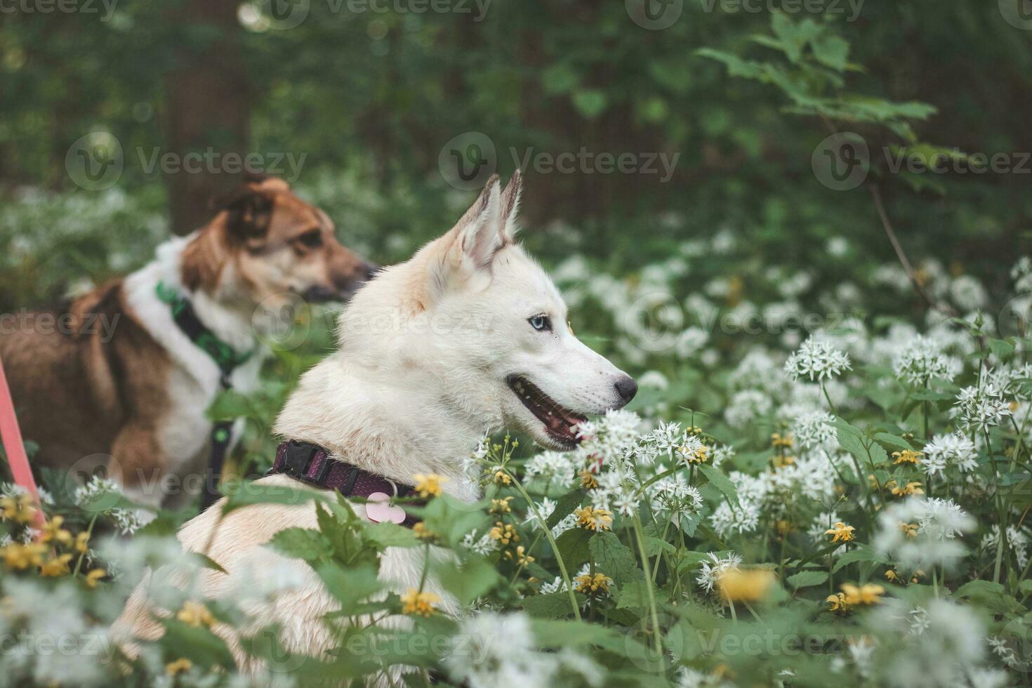 Weiß sibirisch heiser mit Piercing Blau Augen Stehen im ein Wald voll von Bär Knoblauch blüht. offen Porträt von ein Weiß Schnee Hund foto