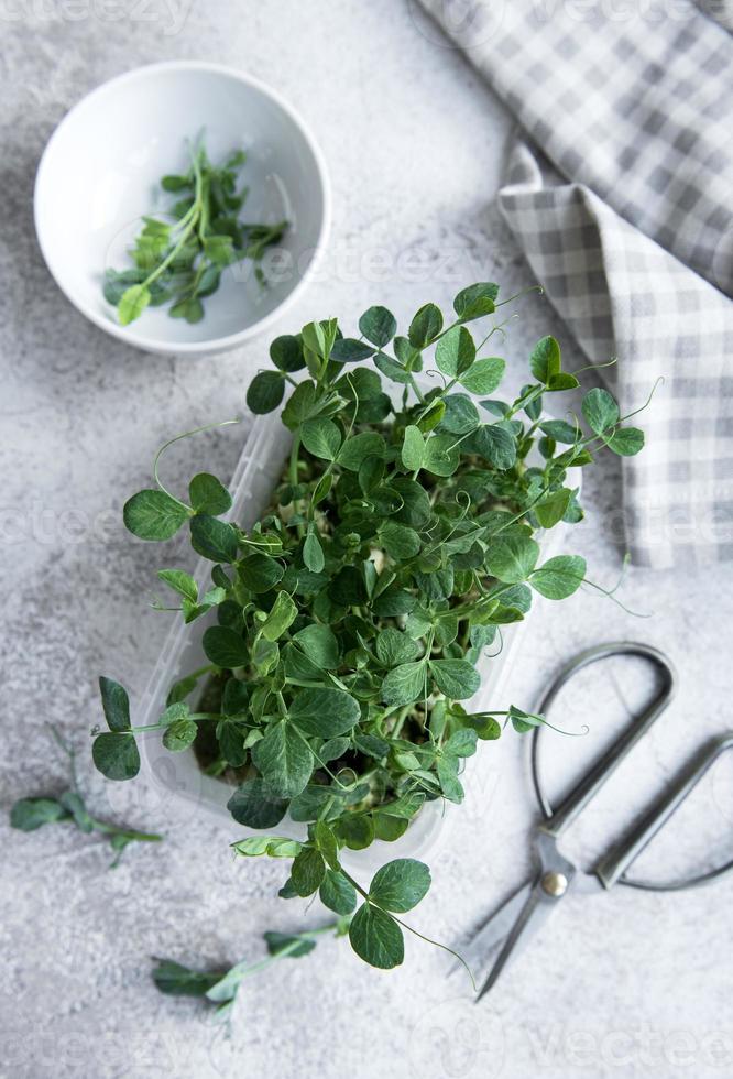 Erbsen Micro Greens auf Holztisch foto