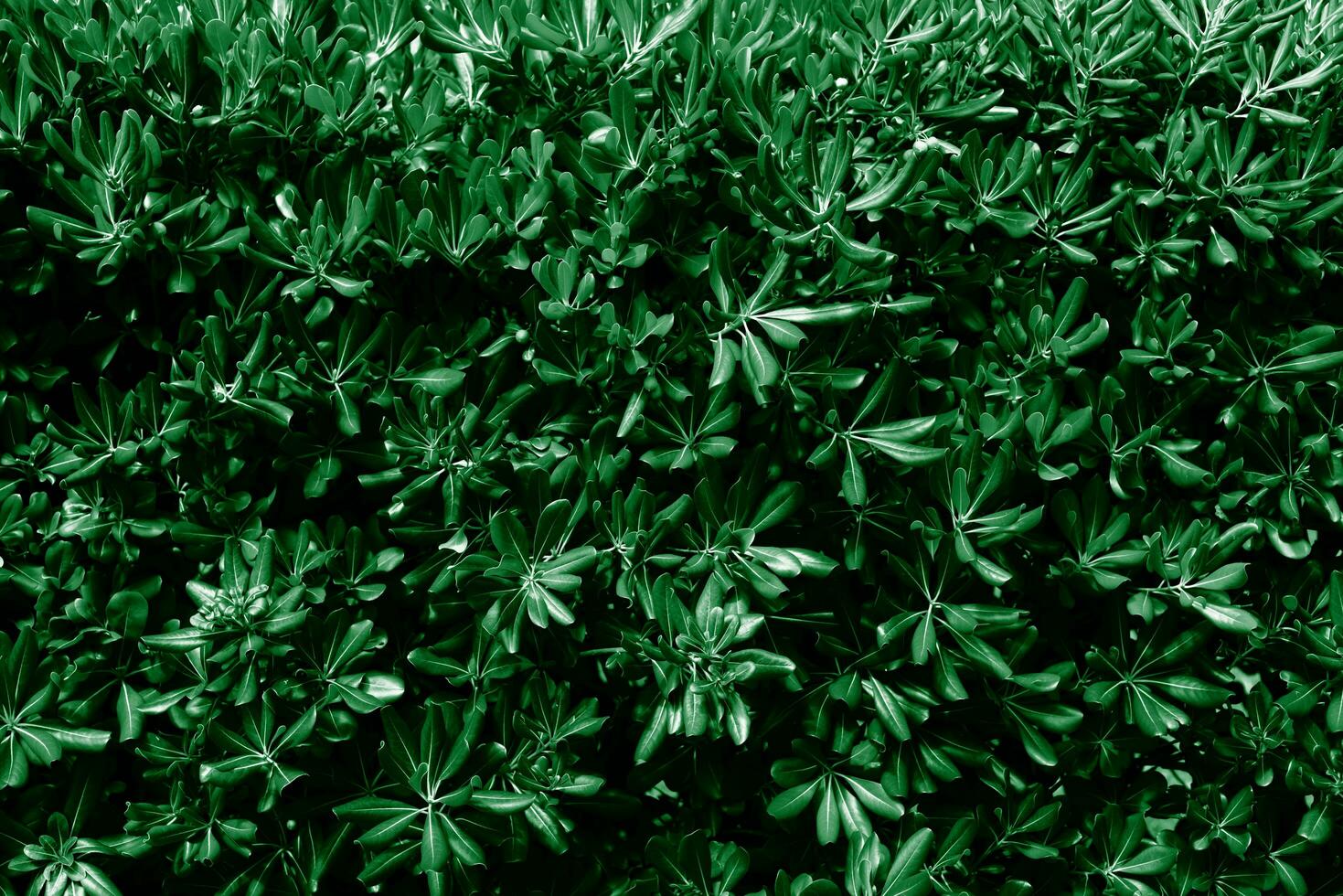Muster von Grün Blätter. natürlich Hintergrund und Hintergrund. Banner. selektiv Fokus. foto
