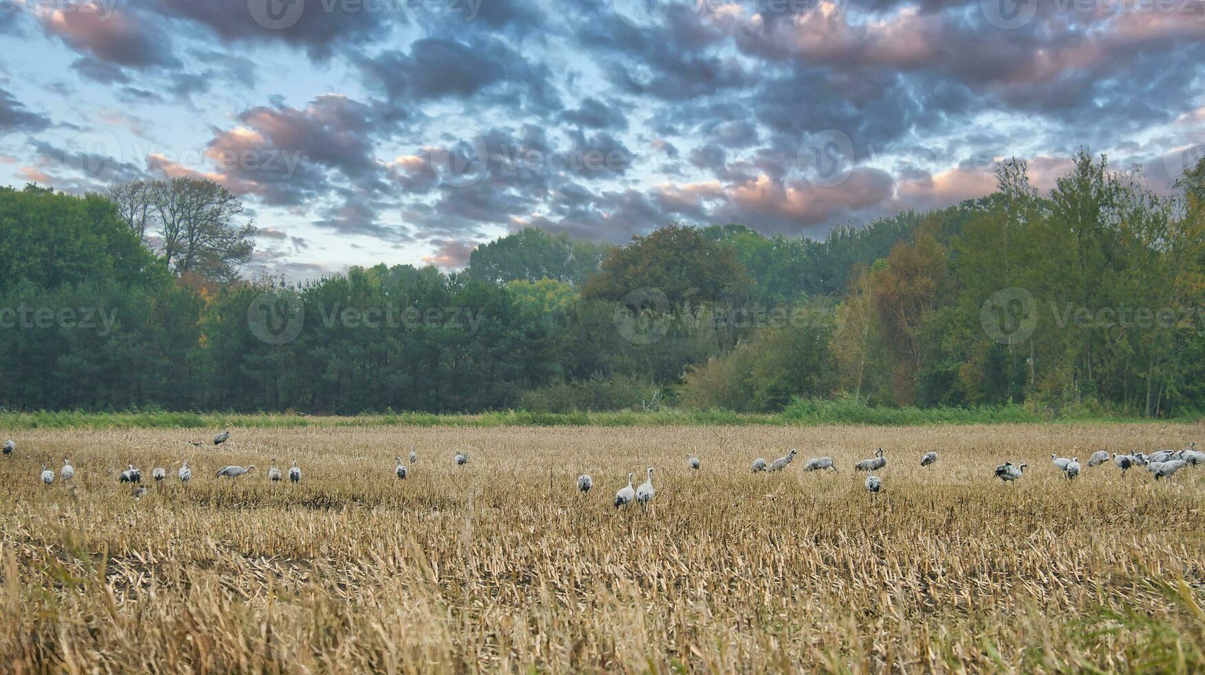 Kräne beim ein ruhen Platz auf ein geerntet Mais Feld im Vorderseite von ein Wald. Vögel foto