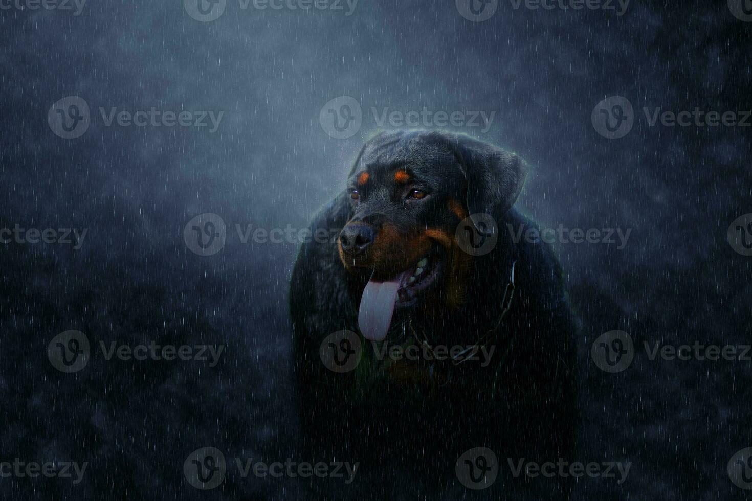 Porträt von Rottweiler im das Regen. foto
