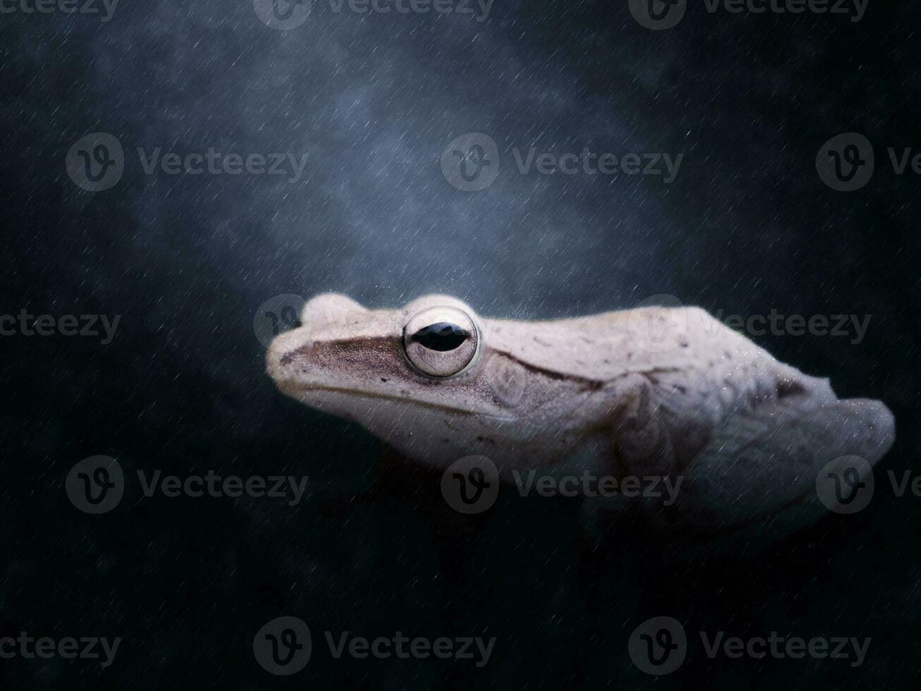 Karte Laubfrosch Hypsiboas geographicus tropisch Zone im das Regen. foto