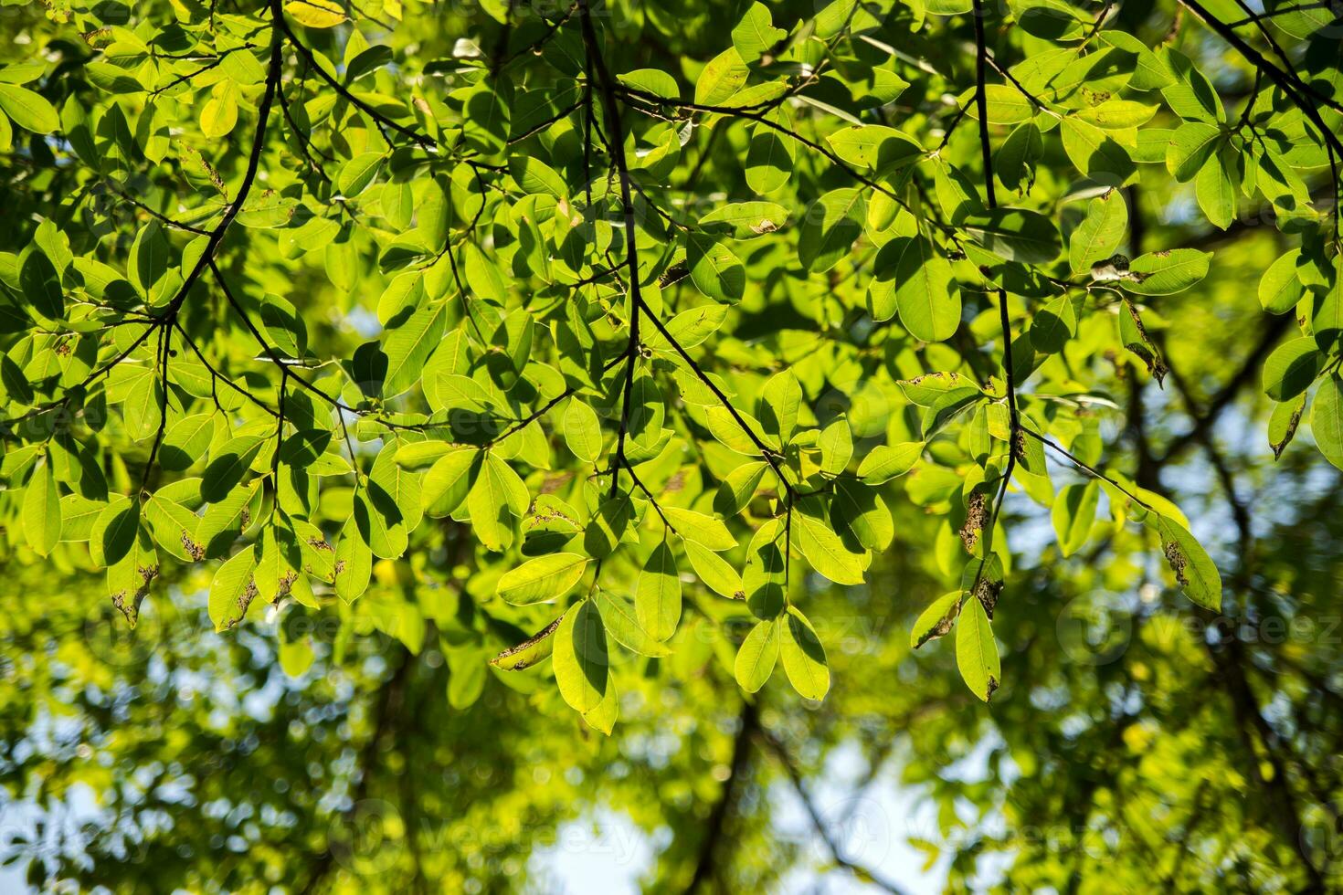 Natur im Herbst Jahreszeit mit Sonnenlicht foto