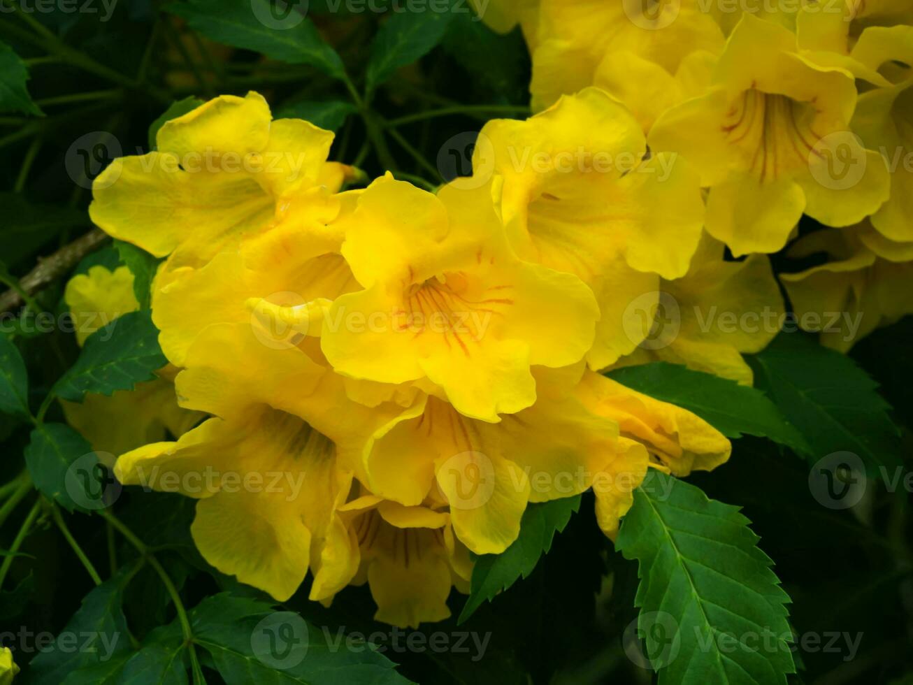 Tecoma stans oder Gelb Trompetenbusch Blume. foto