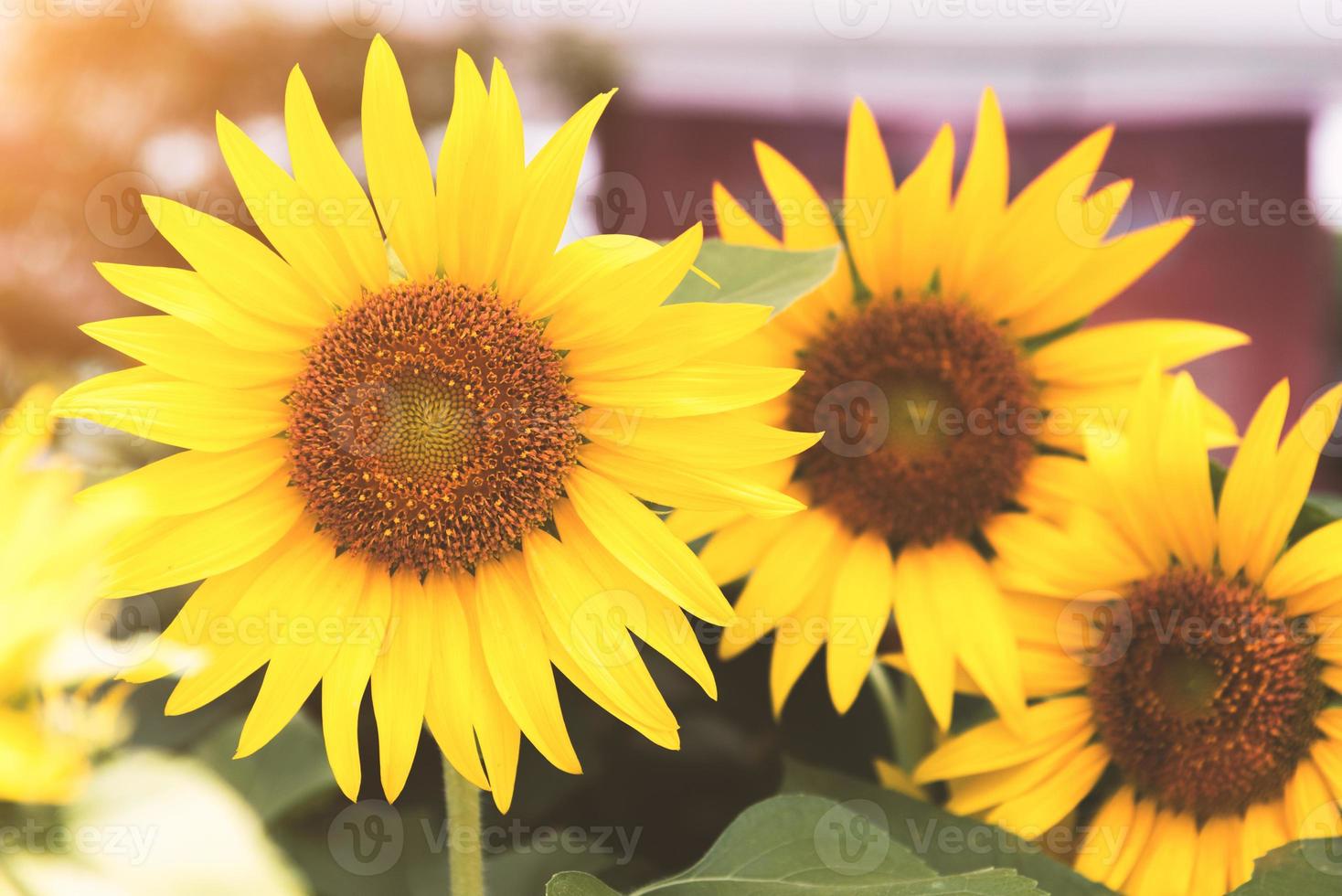 Gruppe von Sonnenblumen in der Natur. Blumen- und Flora-Konzept. foto