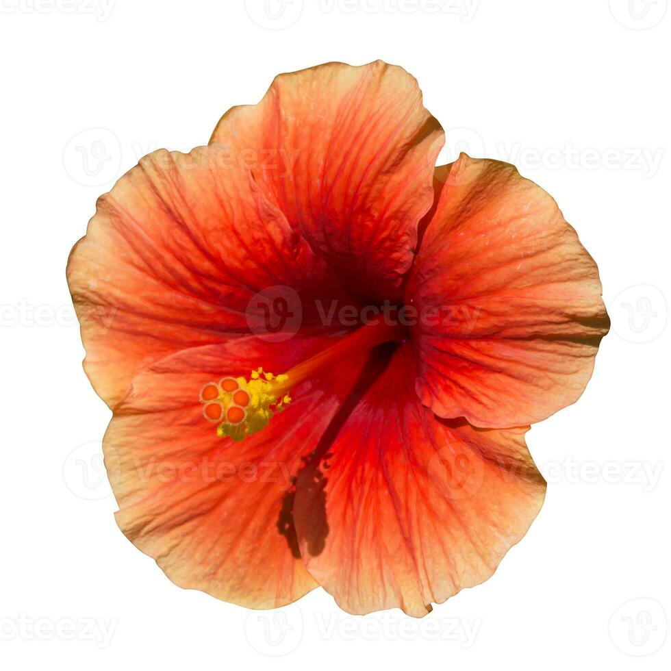 ein dunkel Orange Hibiskus Blume. foto