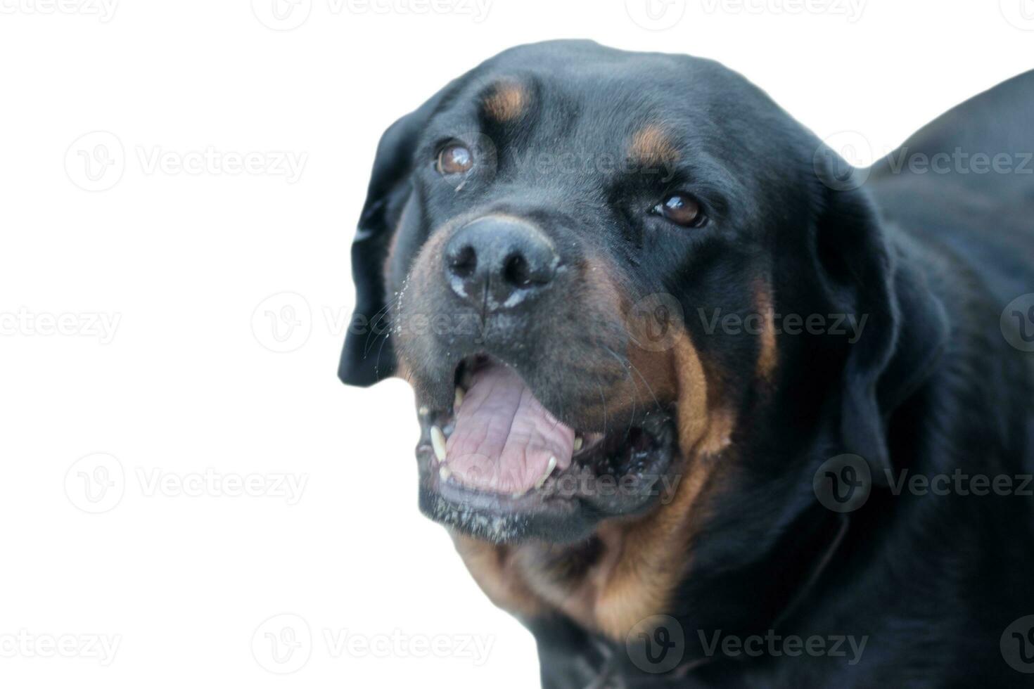 glühen Bild von Rottweiler. foto