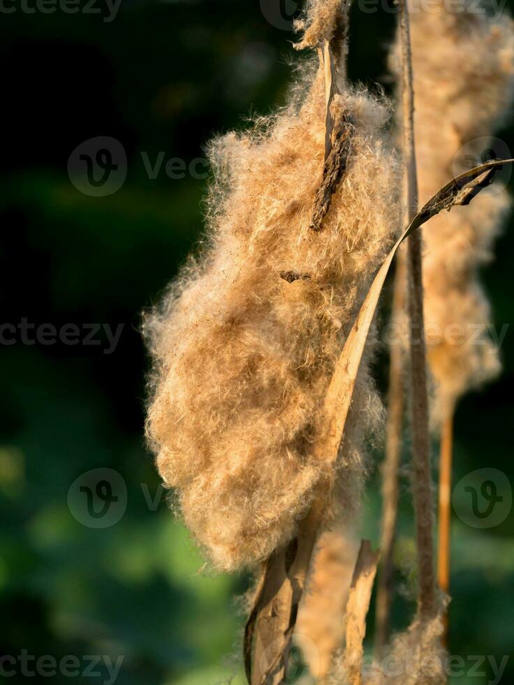 Typha angustifolia Saat auf Baum. foto