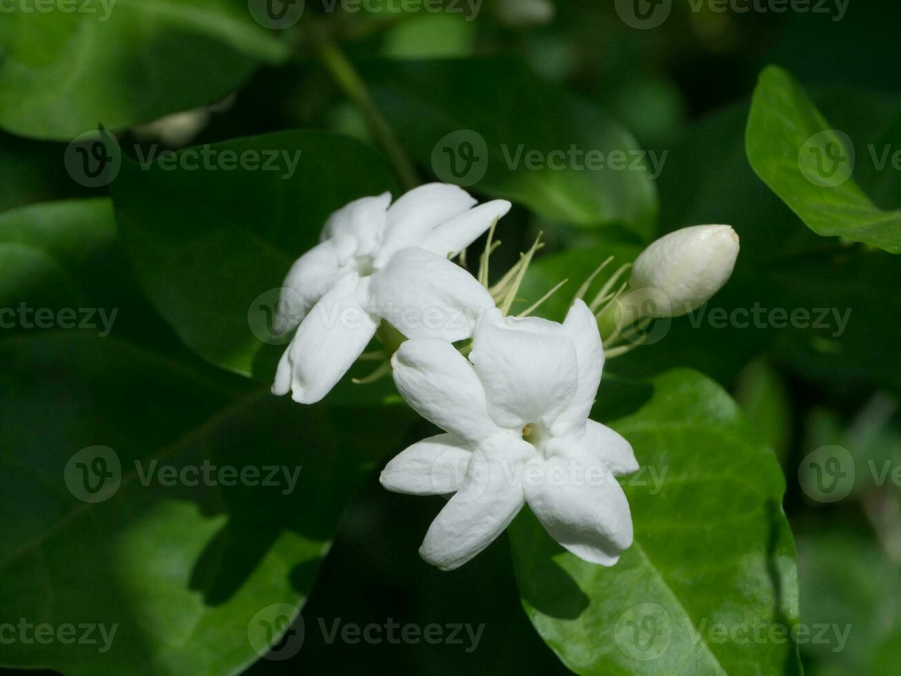 Jasmin Blume im das Garten. foto