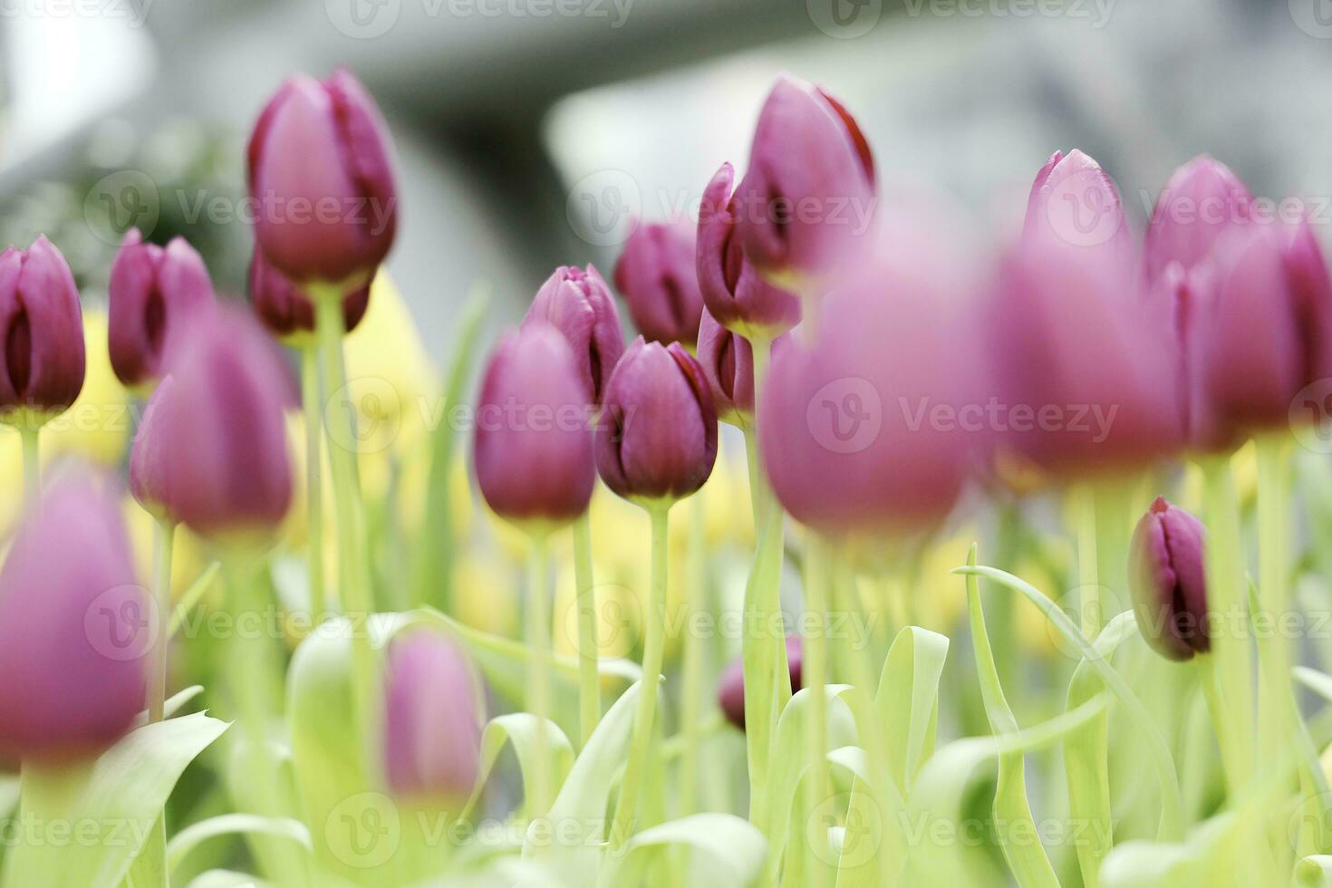 Feld von bunt schön Strauß von Tulpe Blume im Garten zum Postkarte Dekoration und Landwirtschaft Konzept Design mit selektiv Fokus foto