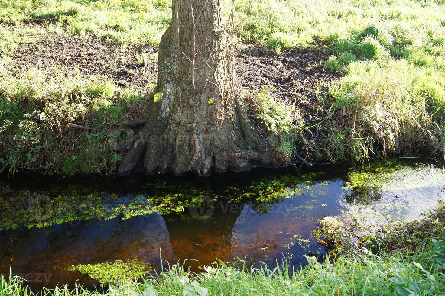 das moor von ruebke naturschutzgebiet foto