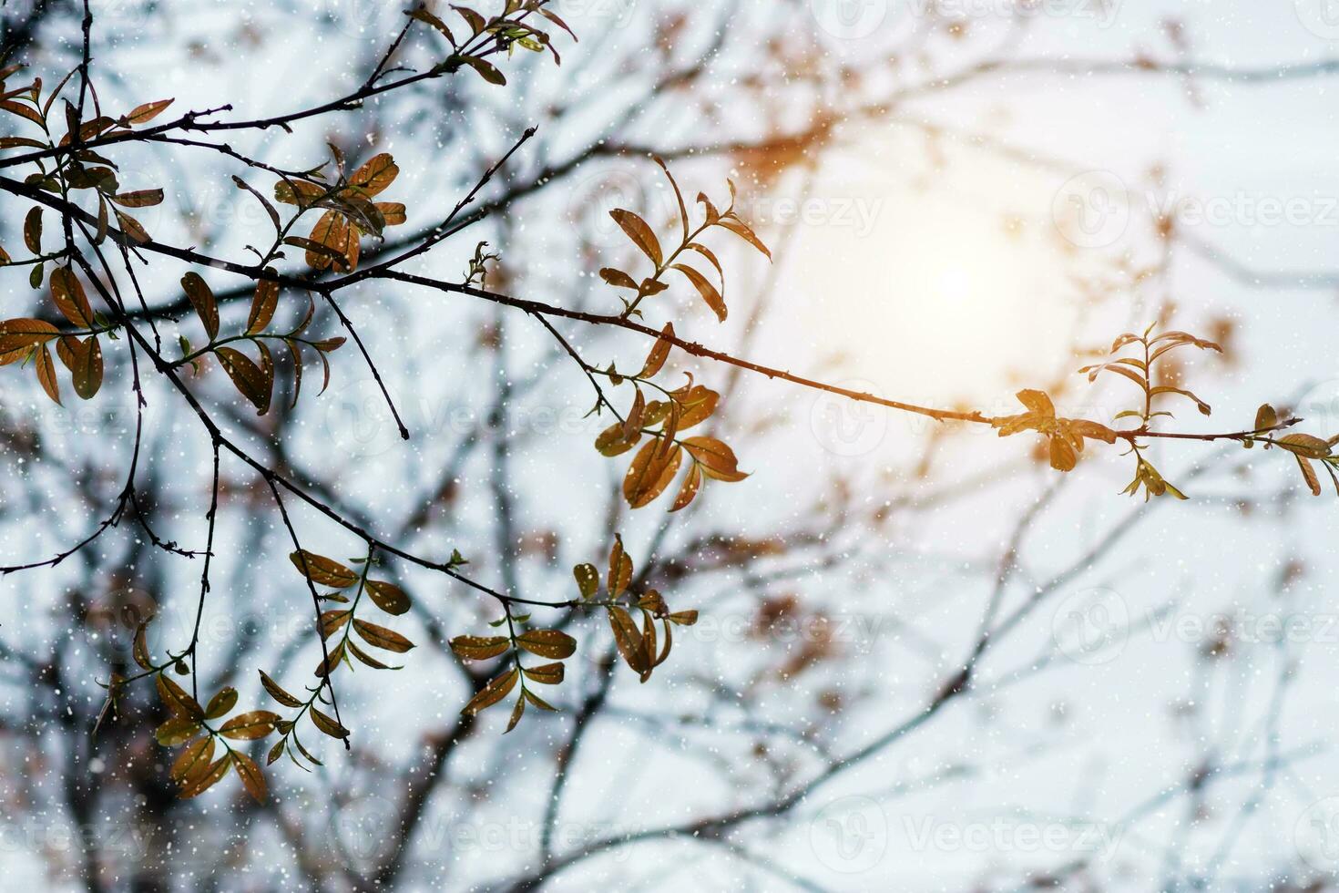 Baum Ast und Blatt im das Schnee fallen mit Sonnenlicht. foto