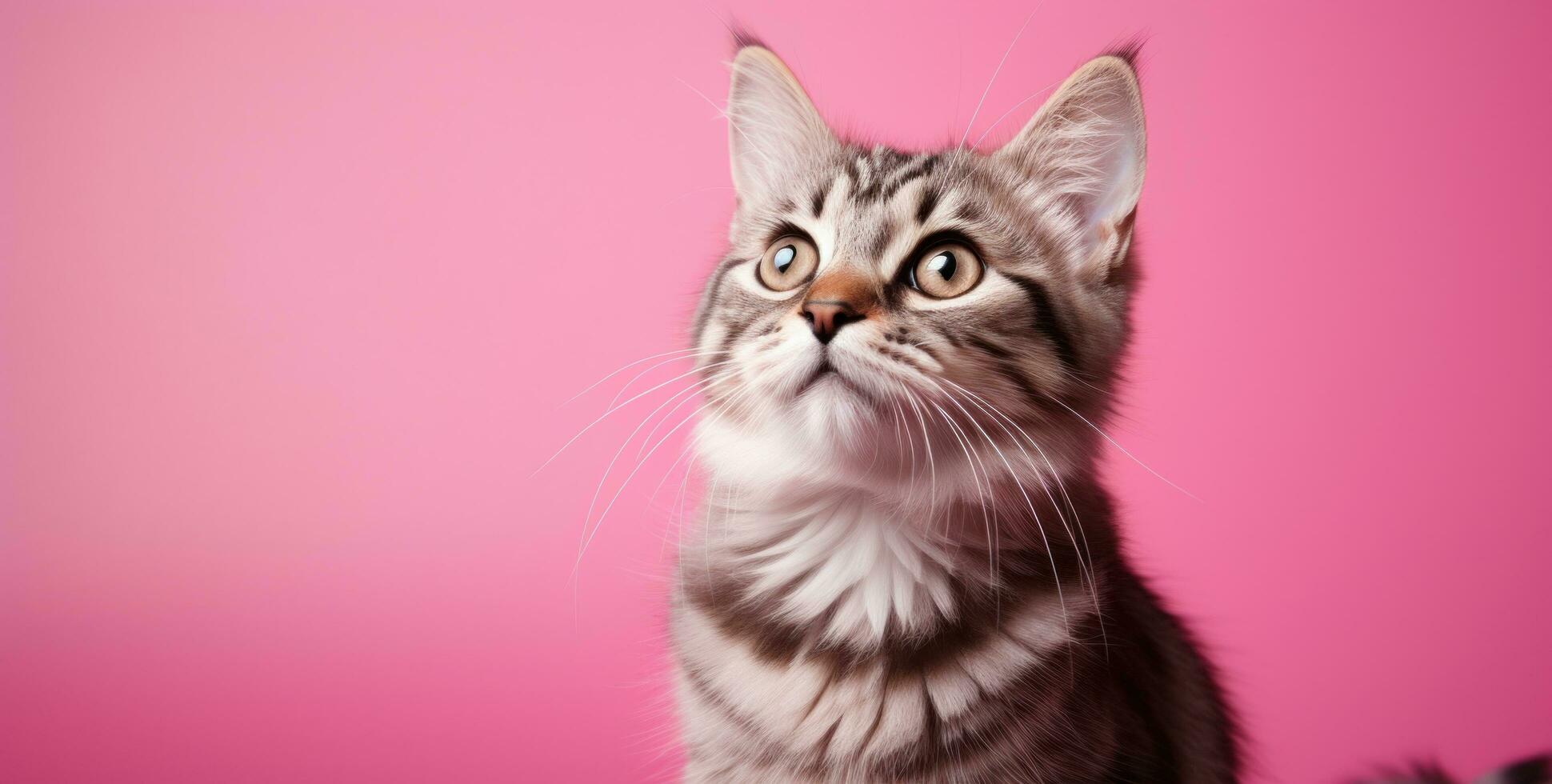 ai generiert ein Tabby Katze sieht aus oben in das Sonne, foto