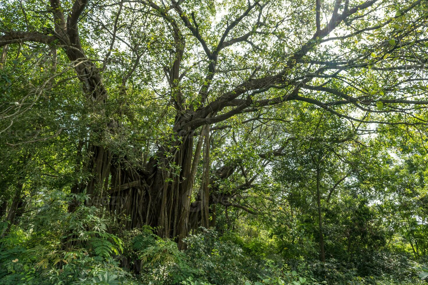 enorm Banyan Baum im das indisch Urwald foto