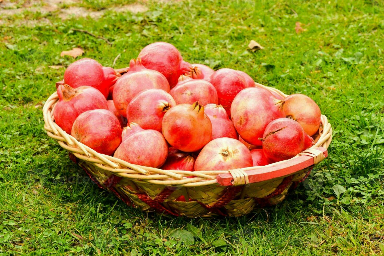 ein Korb voll von Granatäpfel auf das Gras foto