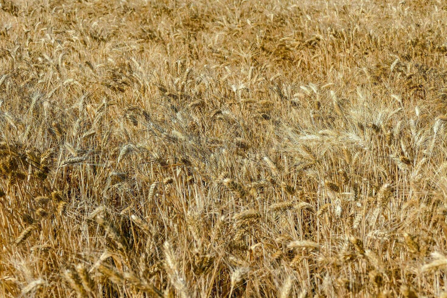 ein Feld von reif Weizen ist gezeigt im das Entfernung foto