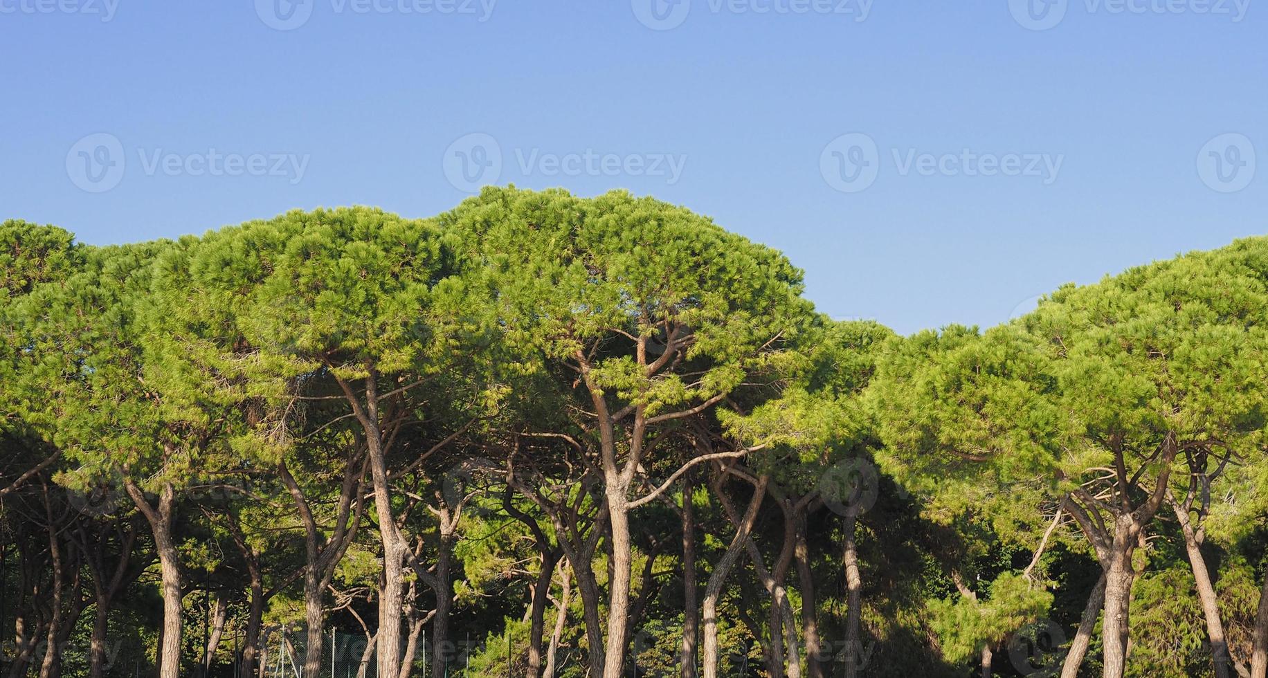 Seekiefer aka Pinus Pinaceae Bäume foto