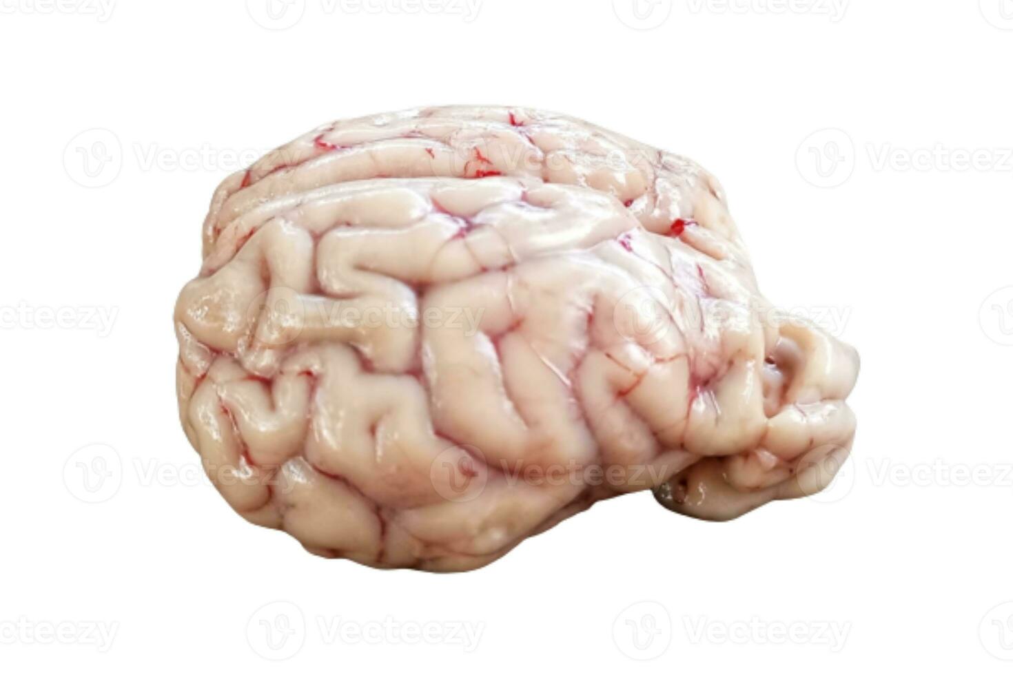 roh frisch Ziege Gehirn isoliert auf Weiß Hintergrund foto