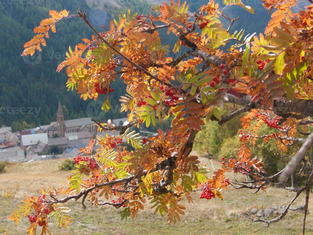 ein Baum mit rot Blätter foto