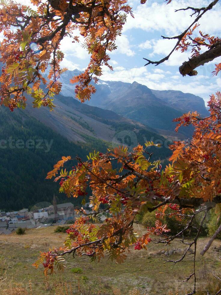 das Baum ist Orange foto