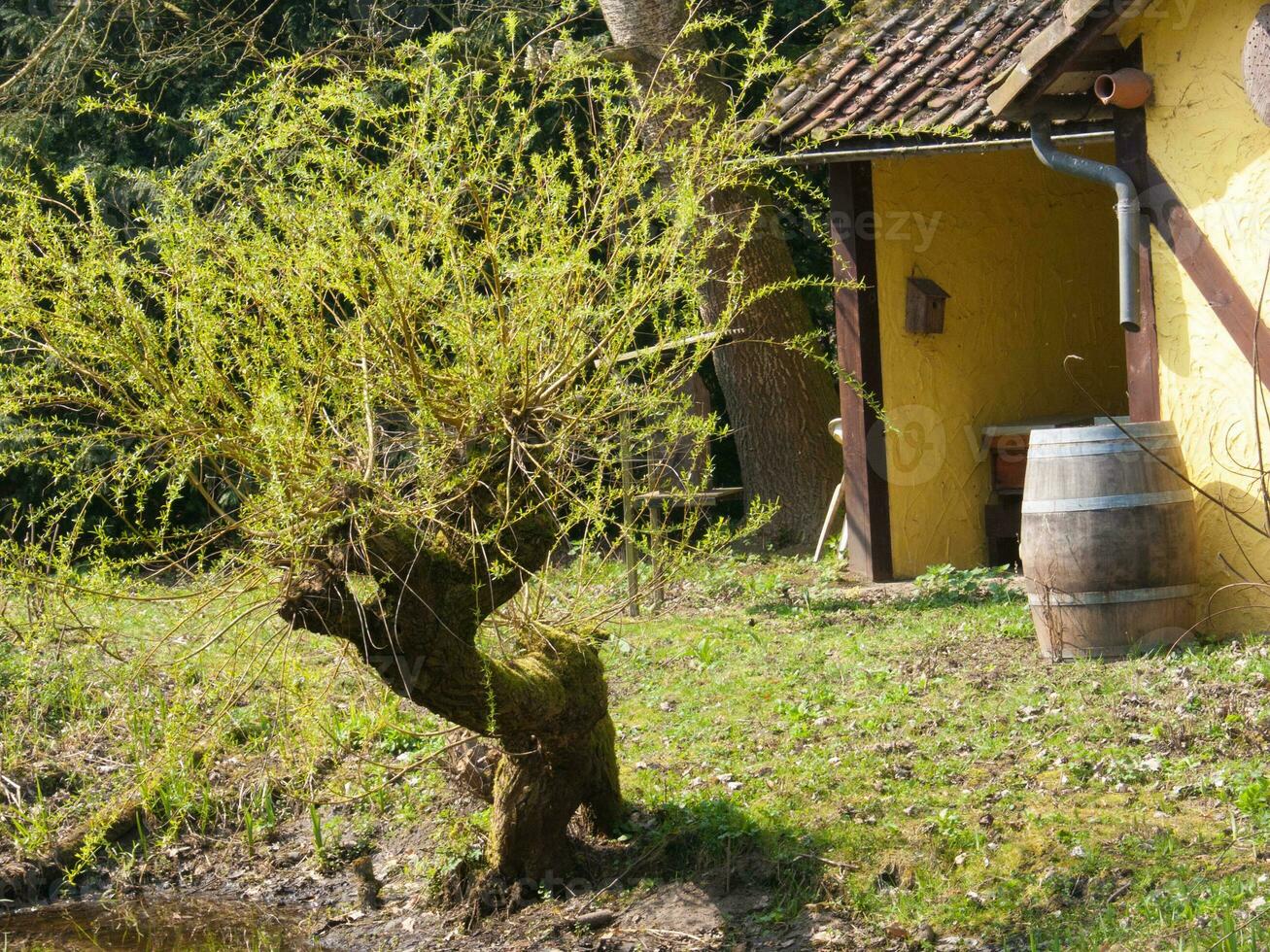 ein klein Baum im Vorderseite von ein Haus foto