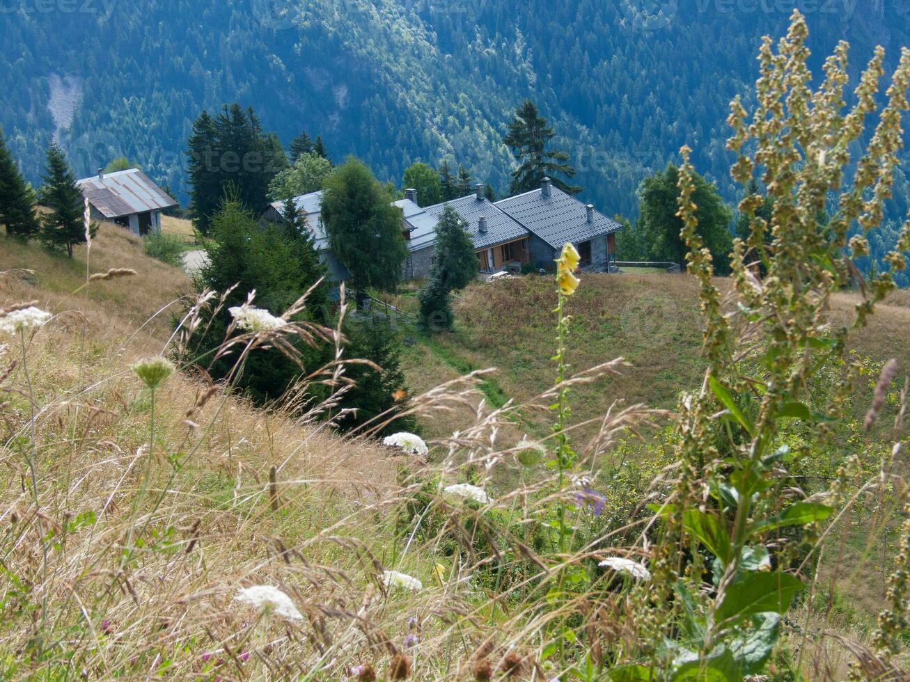 hoch Gras im das Vordergrund foto